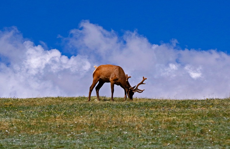 Elk in the sky, Rocky Mountain National Park, Colorado
