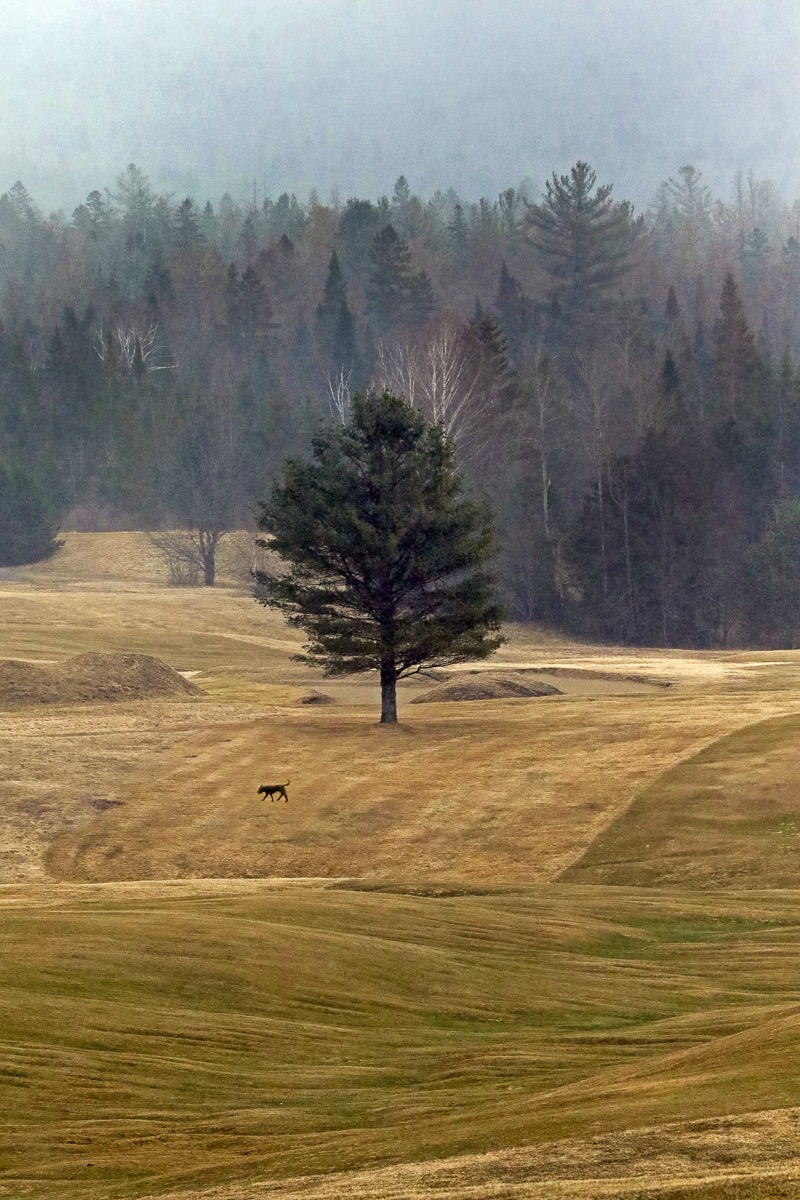 Dog tree, Lake Placid, NY
