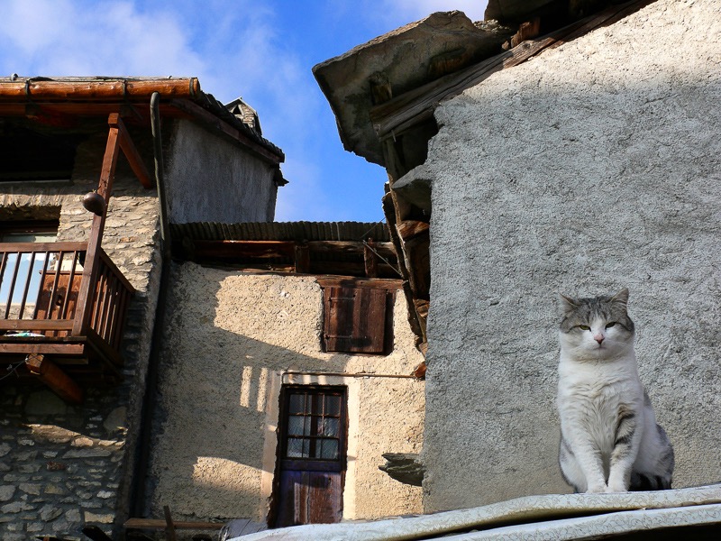 Cat house, Sestriere, Italy
