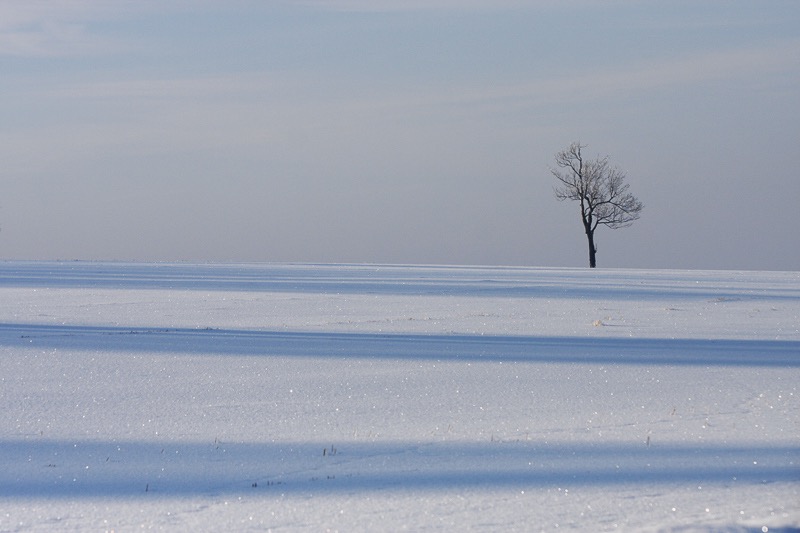 Snow tree, Altenberg, Germany
