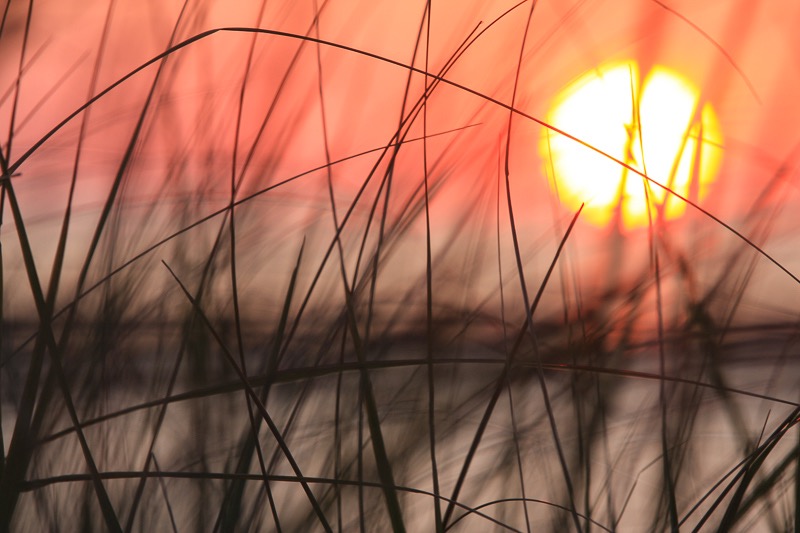 Tall grass sunset, Montauk, NY 2
