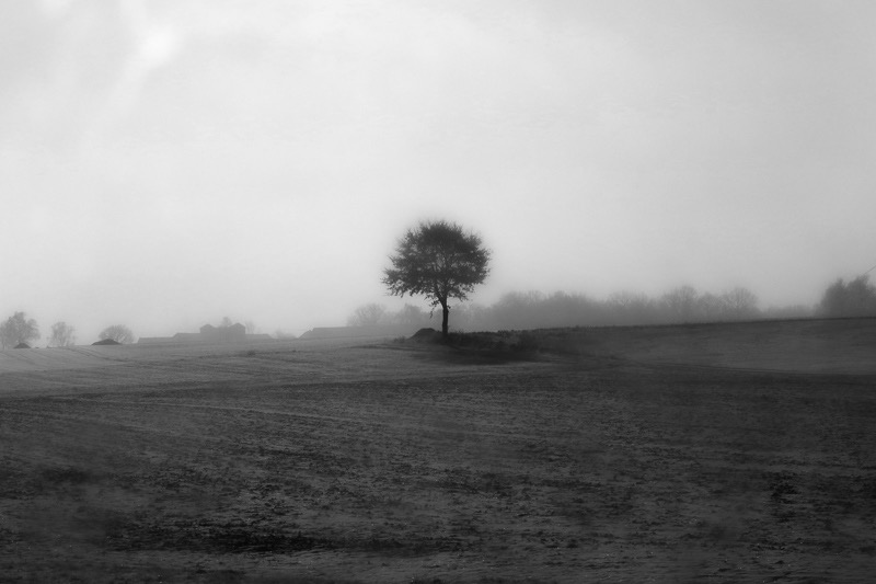 Field tree, Poland
