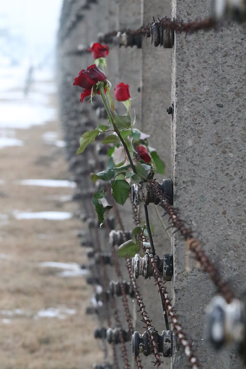 Auschwitz flowers, Poland

