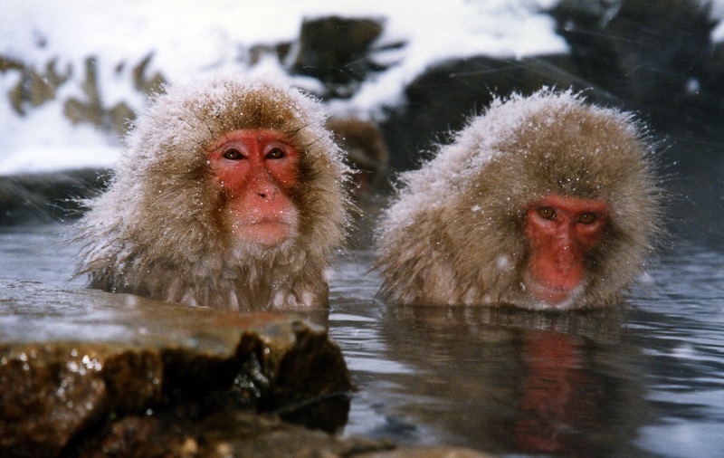 Snow monkeys in Nagano, Japan
