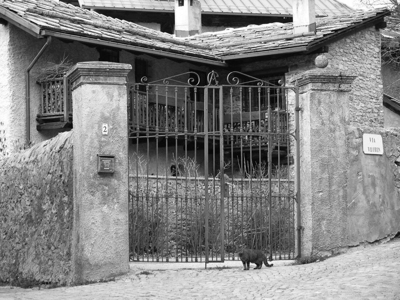 Cat gate
