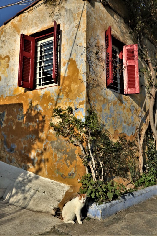 Athens cat house.jpeg