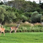 Deer family, Montauk, NY.jpeg