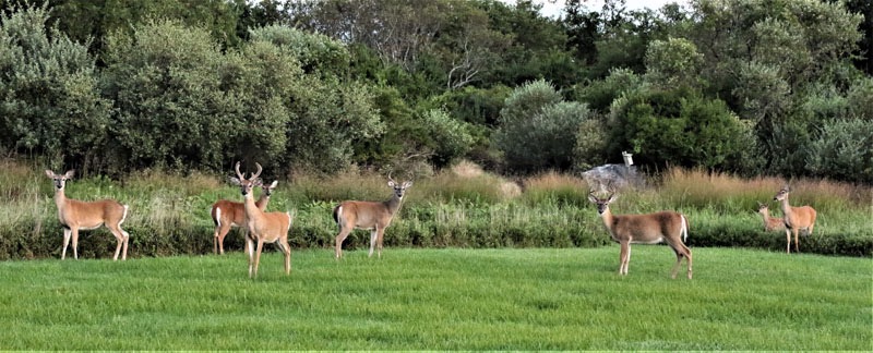 Montauk deer.jpeg