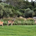 Montauk deer.jpeg