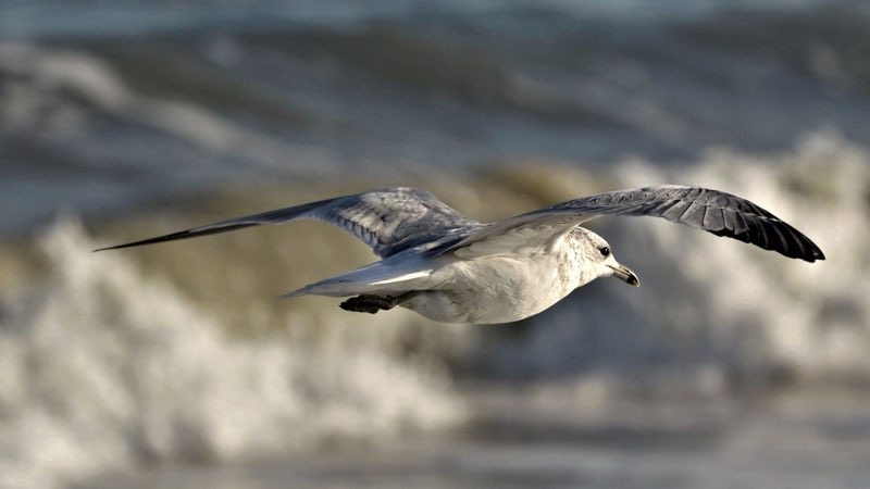 Montauk gull.jpeg