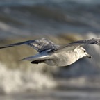 Montauk gull.jpeg