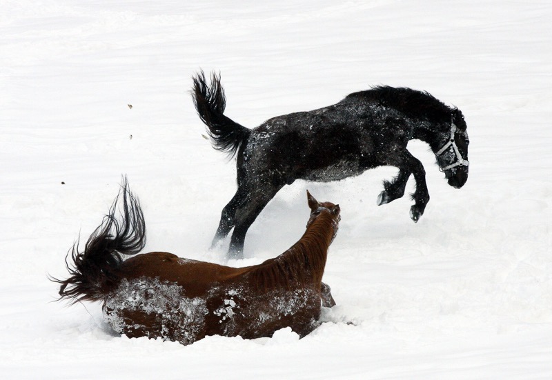 Snow horses, Igls, Austria 1
