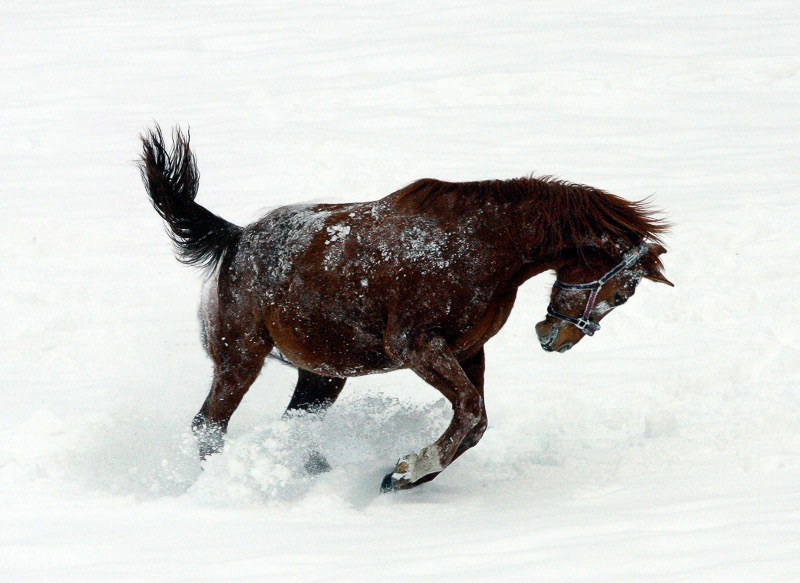 Snow horse, Igls, Austria

