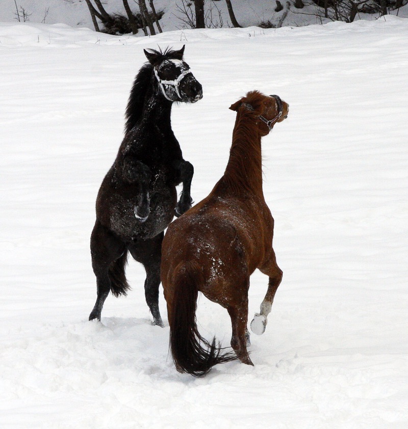 Snow horses, igls Austria 2
