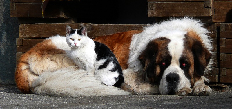 Unlikely friends, Sestriere, Italy 1
