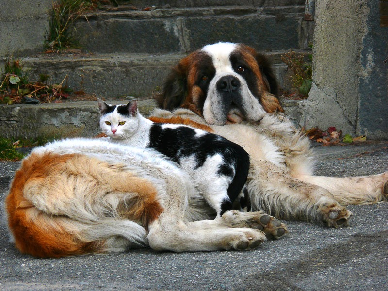 Unlikely friends, Sestriere, Italy 2
