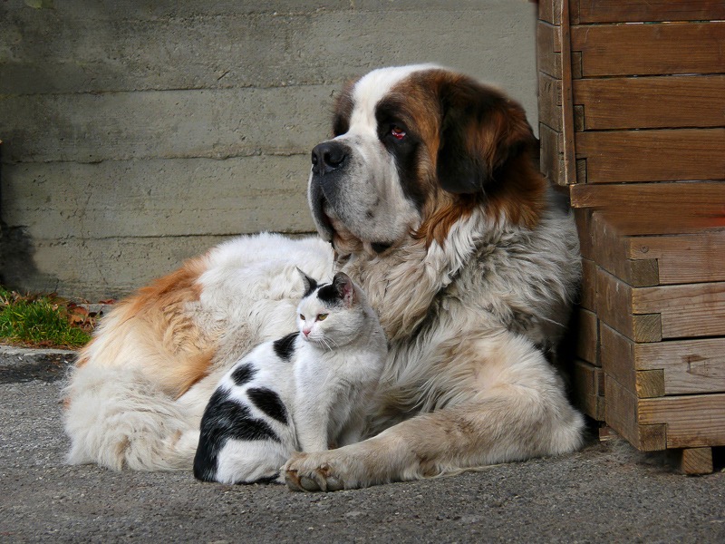 Unlikely friends, Sestriere, Italy 3
