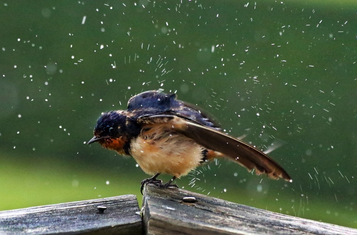 Bird bath.jpg