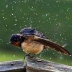 Bird bath.jpg