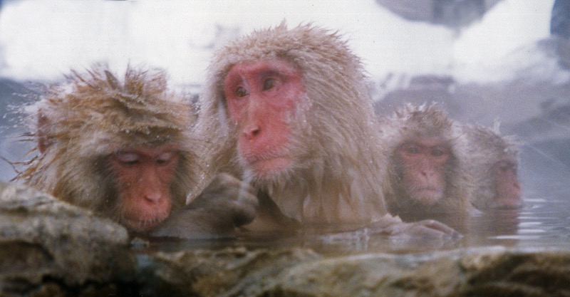 Snow monkeys in Nagano, Japan 2
