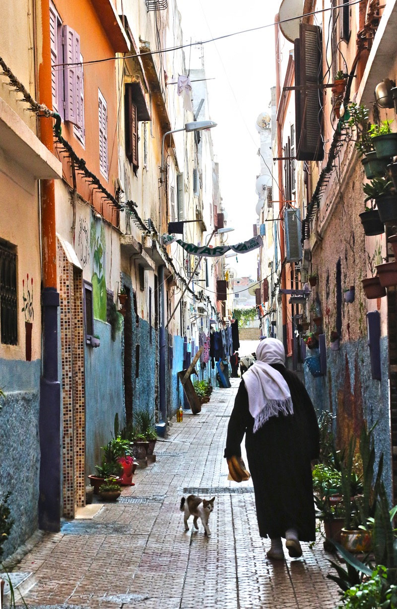 Alley cat, Casablanca, Morocco.jpg