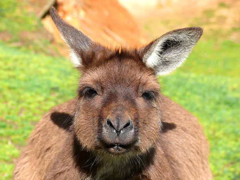 Kangaroo, mug shot
