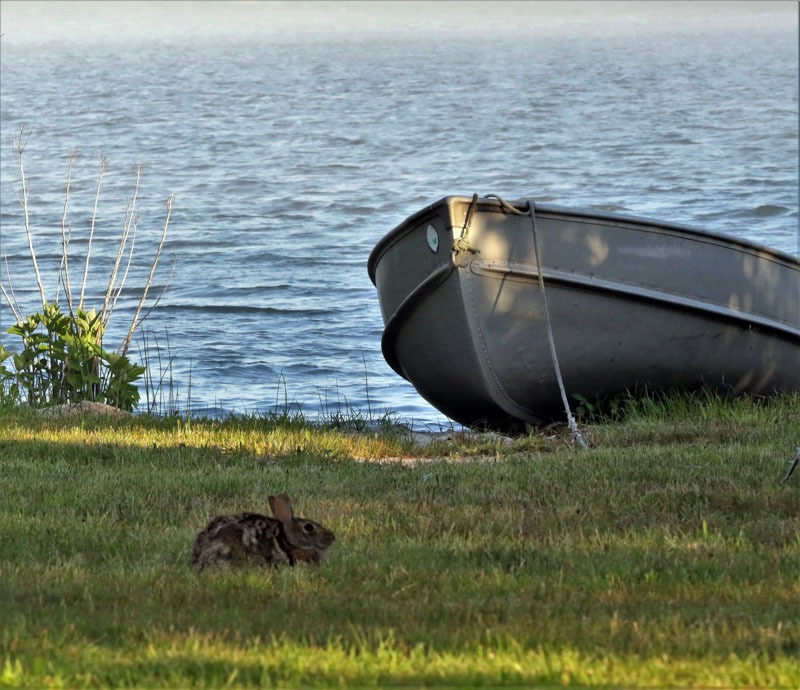 A boat and a rabbit.jpeg