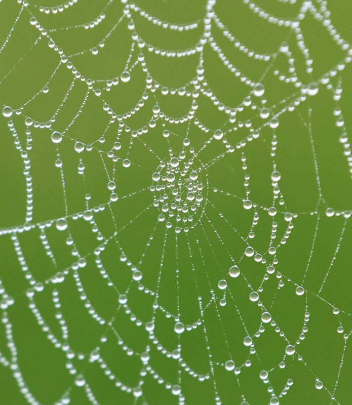 Web dew.jpeg