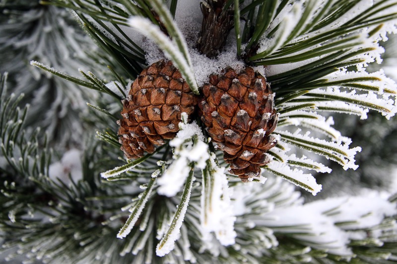 Snow cones, Oberhof, Germany

