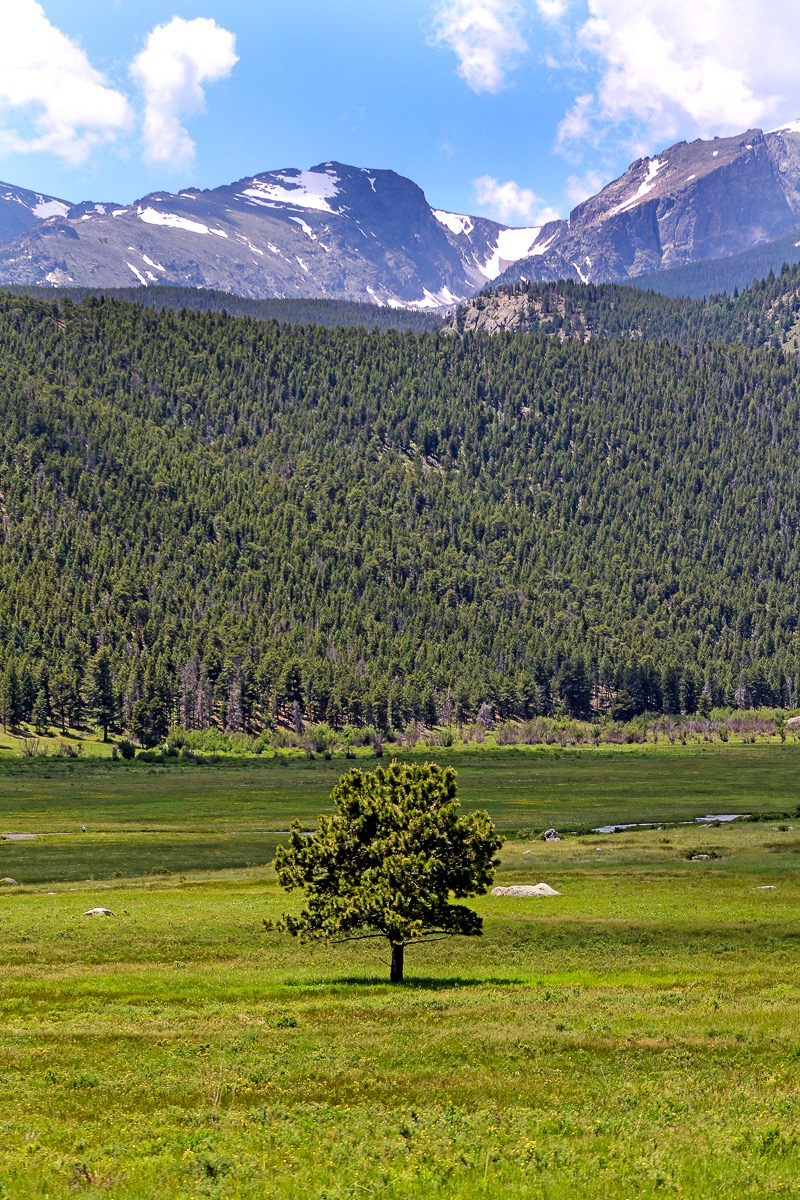Lone tree, Rocky Mountain National Park, Colorado
