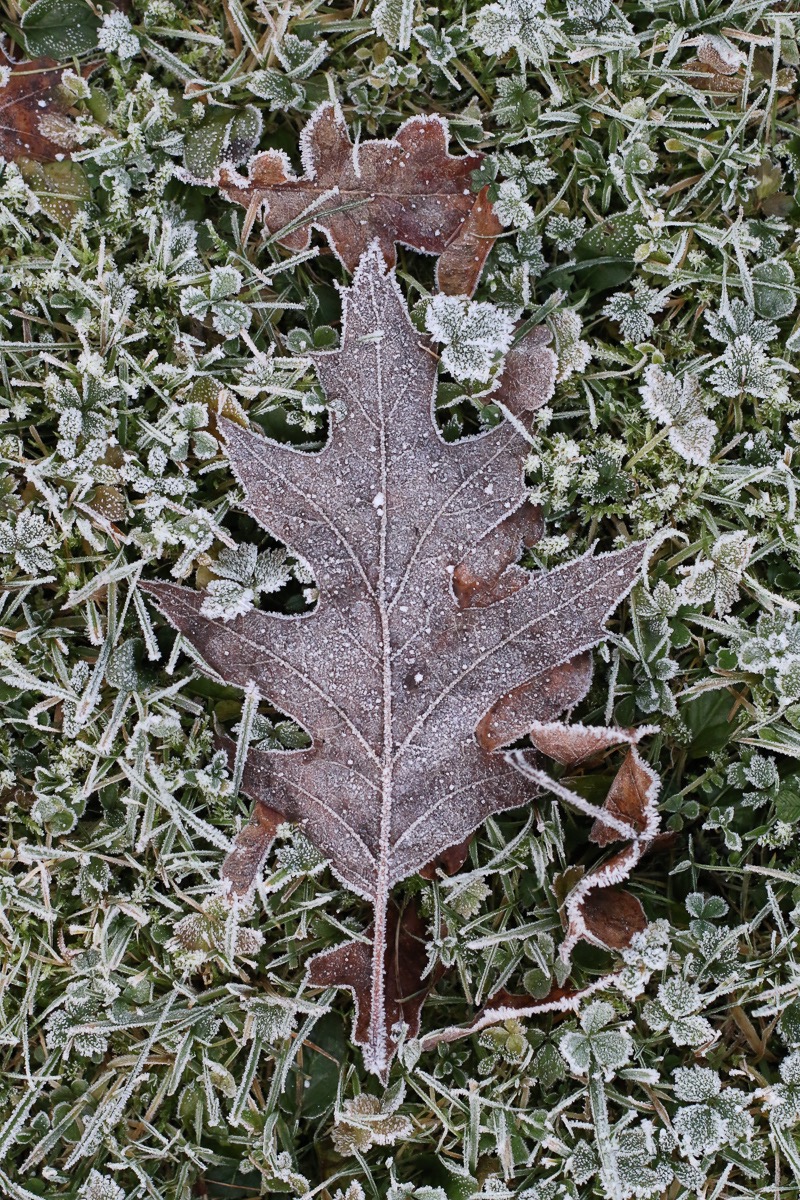 Winter leaves 3
