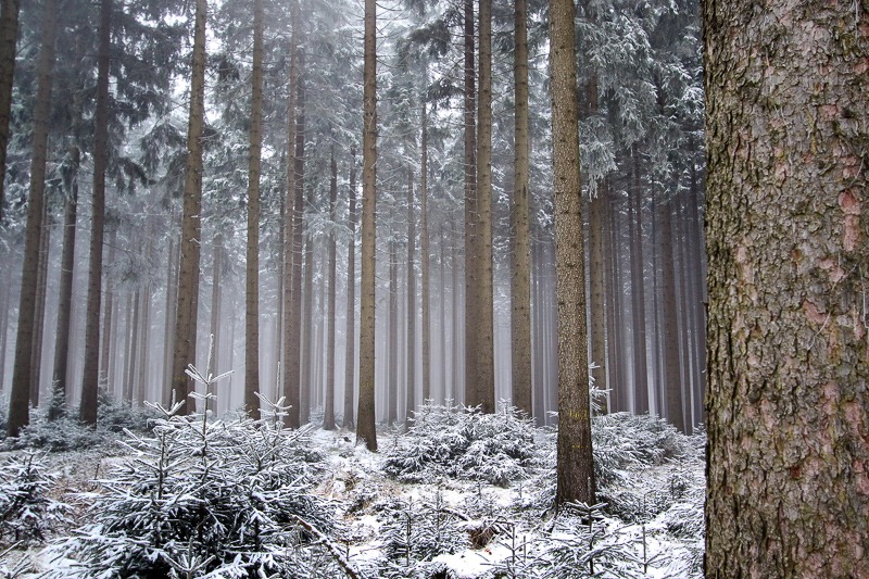 Mist trees 1, Ohrdruf, Germany
