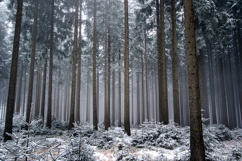 Mist trees 2, Ohrdruf, Germany
